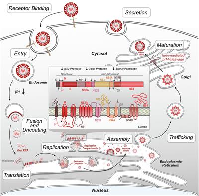 Let’s Get Physical: Flavivirus-Host Protein–Protein Interactions in Replication and Pathogenesis